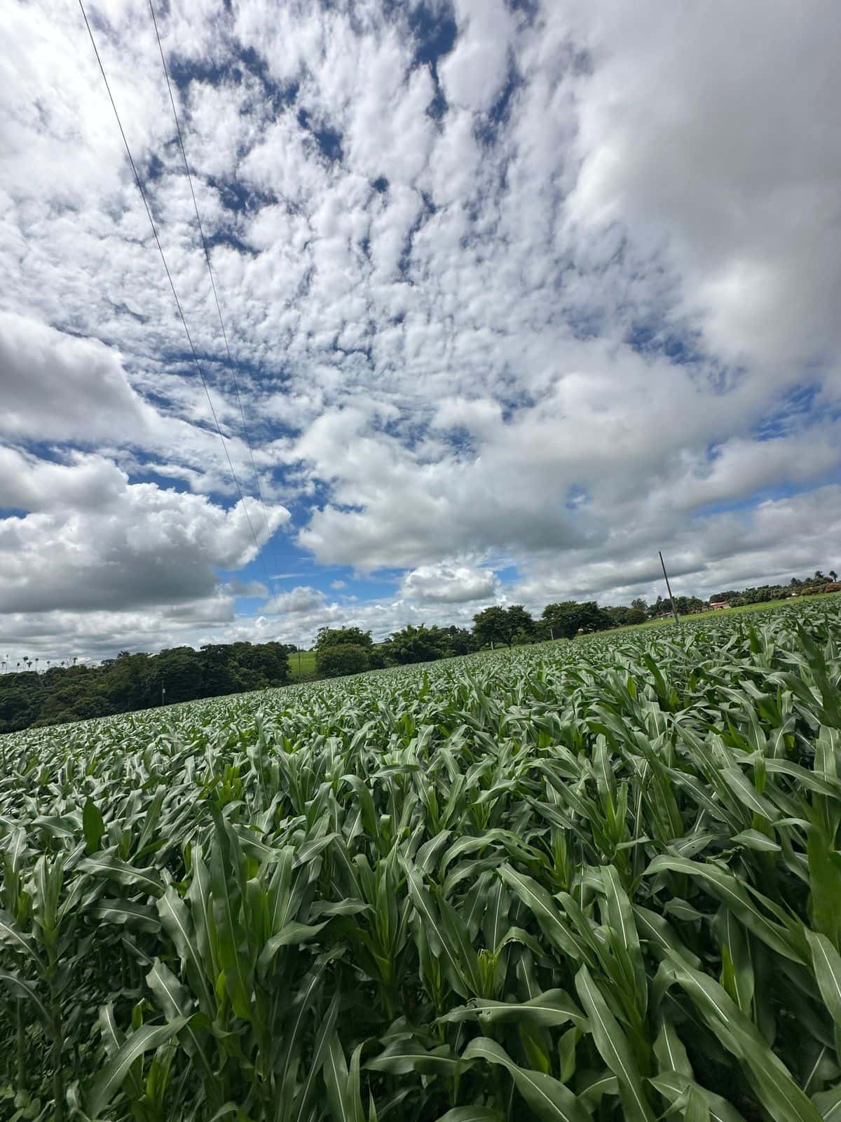Imperdivel Chacara a Venda com asfalto na porta - Inhumas