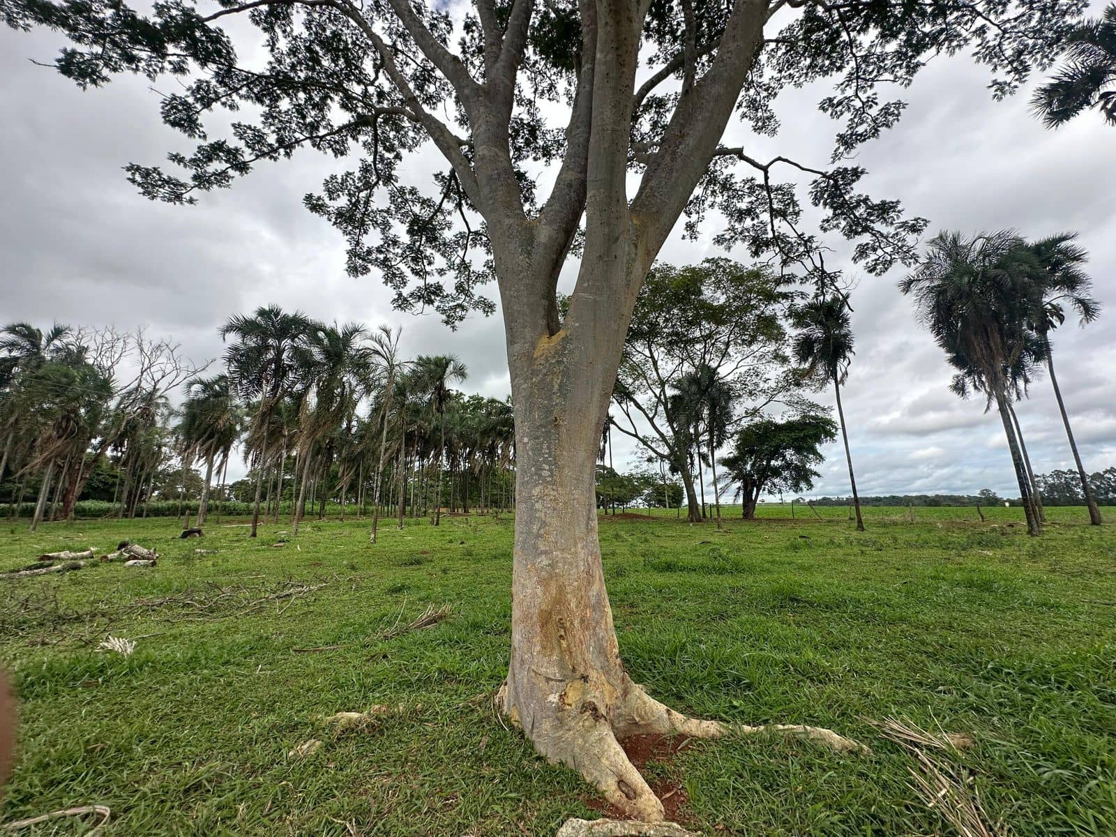 Imperdivel Chacara a Venda com asfalto na porta - Inhumas